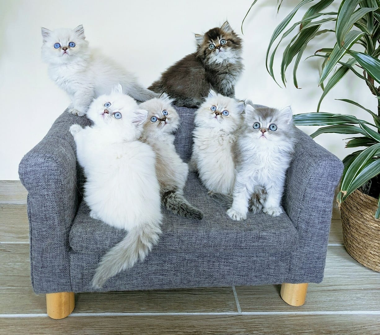 Les 6 chatons 2023 Les 6 chatons 2023